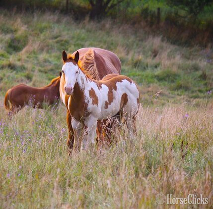 "NV Scotch N Sonny**SOLD**" Sorrel Stallion Paint