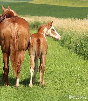 Iowa "NV Scotch N Sonny**SOLD**" Sorrel Stallion Paint