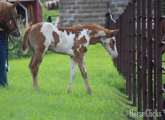 "NV Scotch N Sonny**SOLD**" Sorrel Stallion Paint - Paint in Iowa