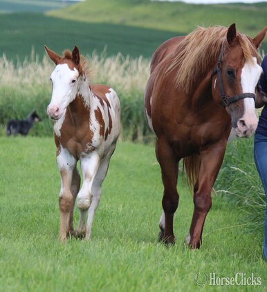 "NV Scotch N Sonny**SOLD**" Sorrel Stallion Paint - Paint