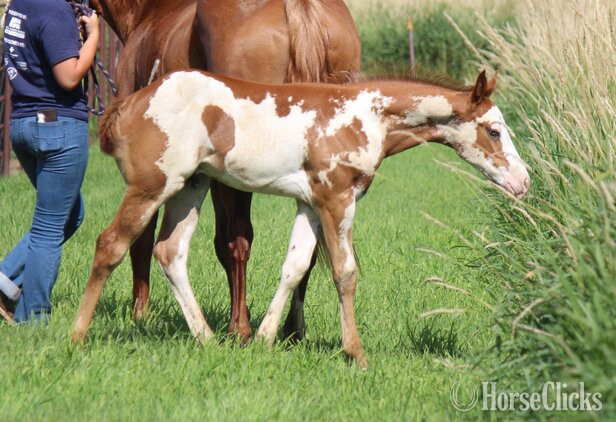 "NV Scotch N Sonny**SOLD**" Sorrel Stallion Paint Iowa