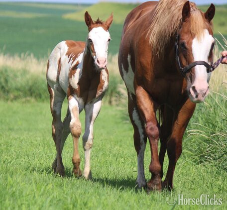 Paint - "NV Scotch N Sonny**SOLD**" Sorrel Stallion Paint in Iowa