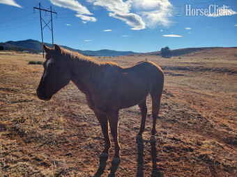 "Foxy" Chestnut Mare Quarter Horse
