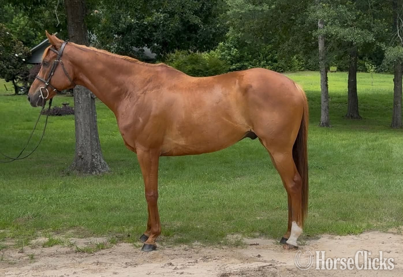 "Irishtown" Chestnut Gelding Thoroughbred in South Carolina