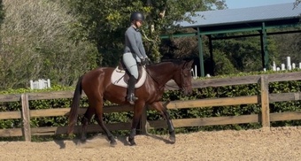 "VSH Devine Sailor" Bay Gelding Connemara
