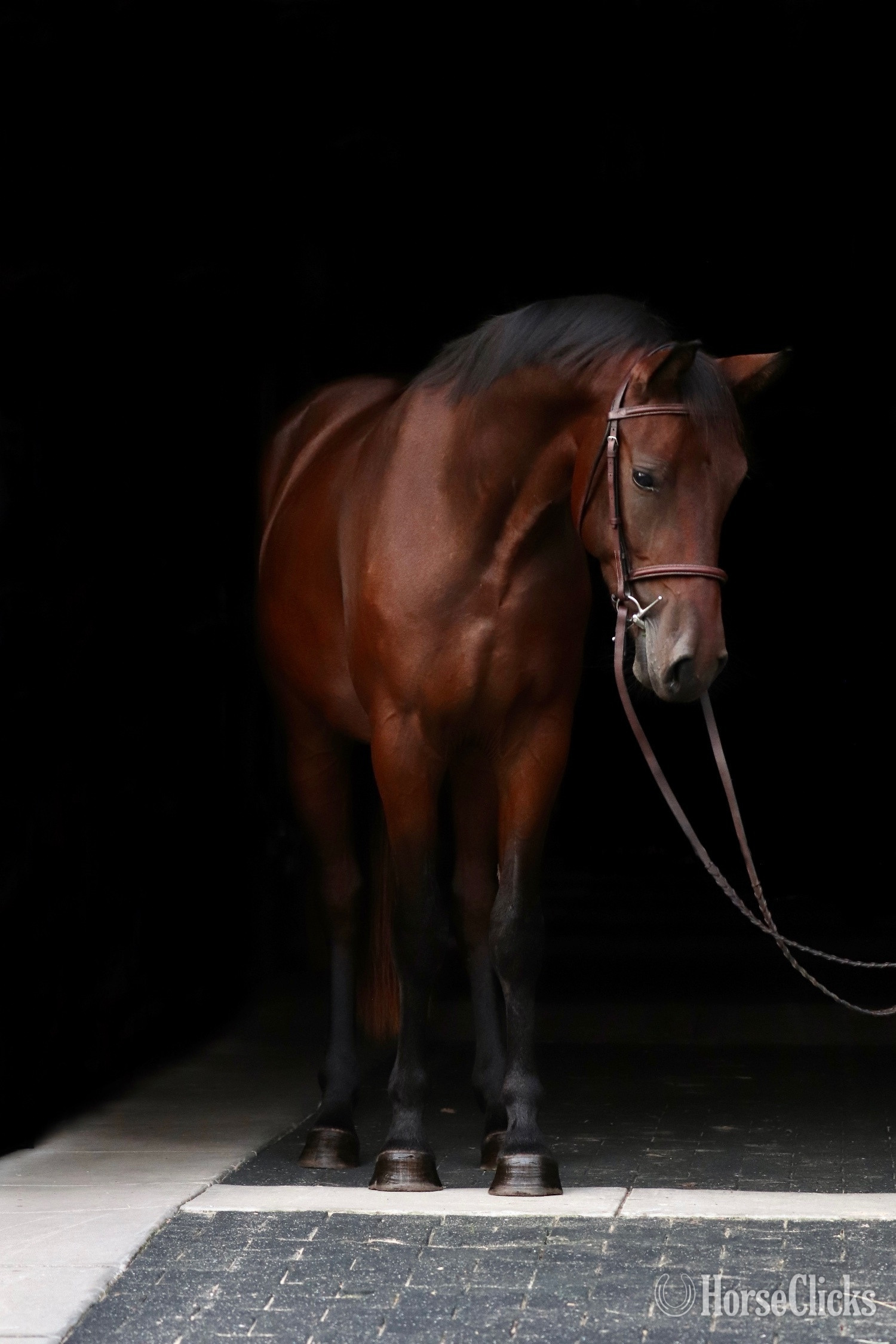 "VSH Devine Sailor" Bay Gelding Connemara