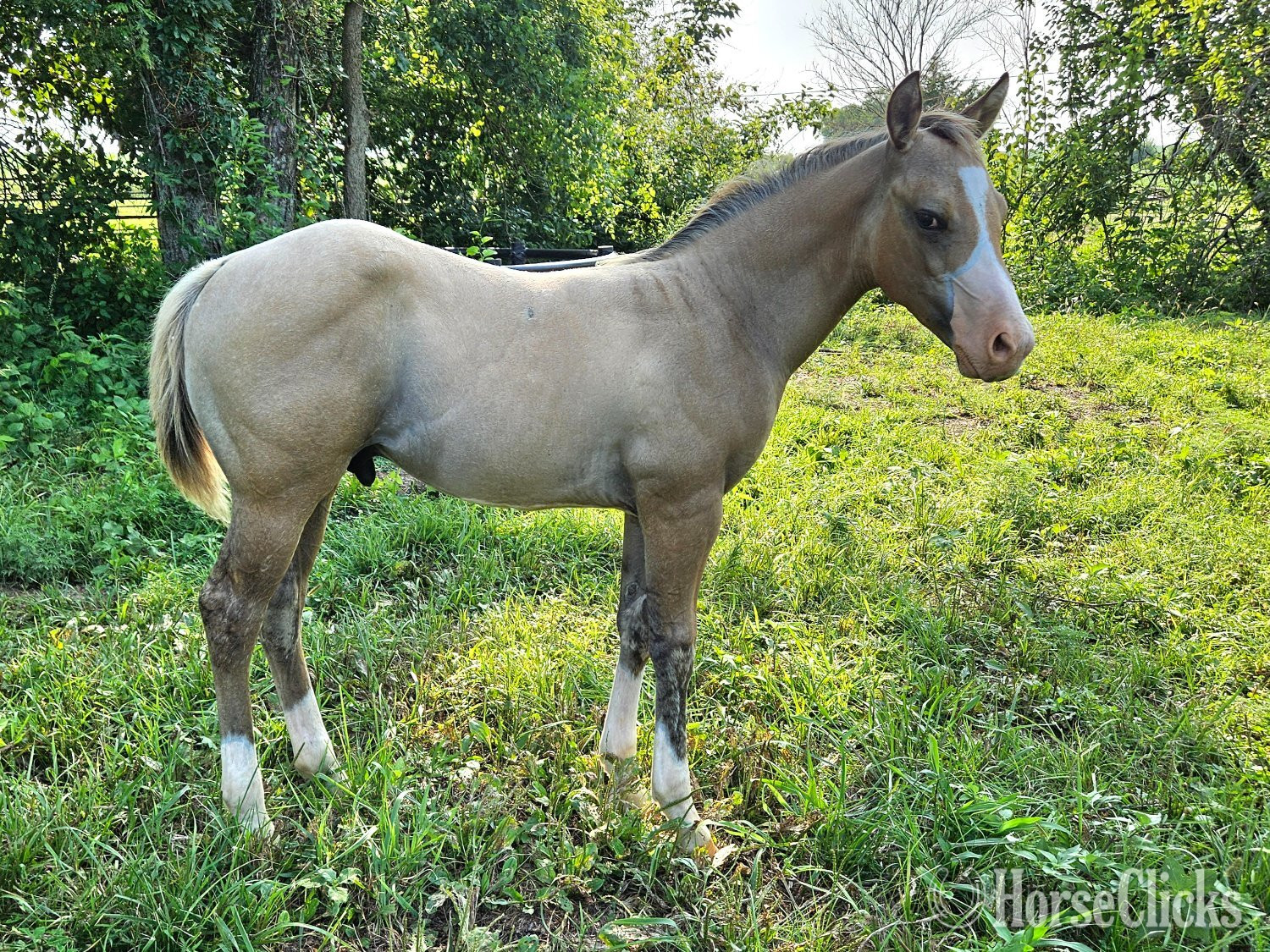 "Barn name: Slayer" Dun Colt Quarter Horse in Kansas