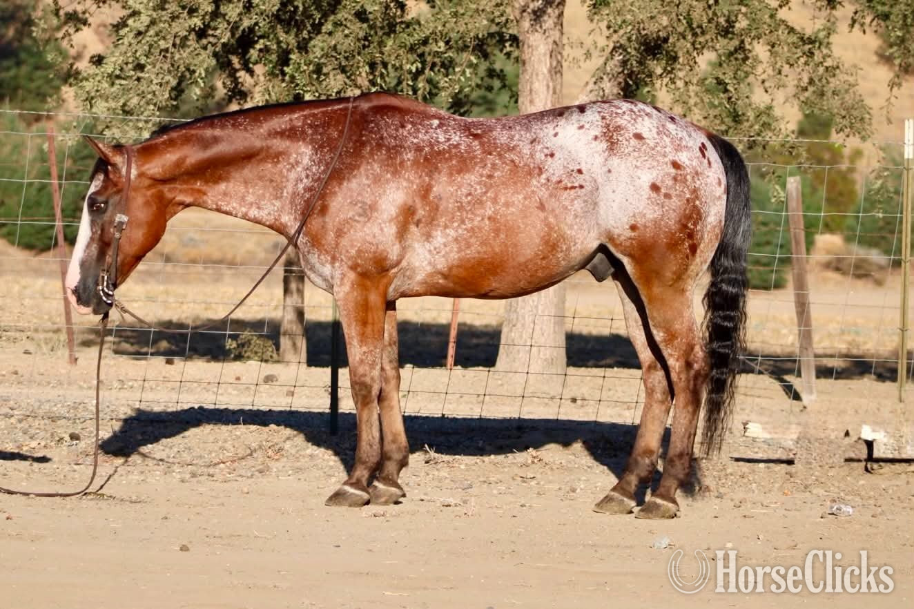 "A CHOCOLATE CHIP" Bay Gelding Appaloosa in California