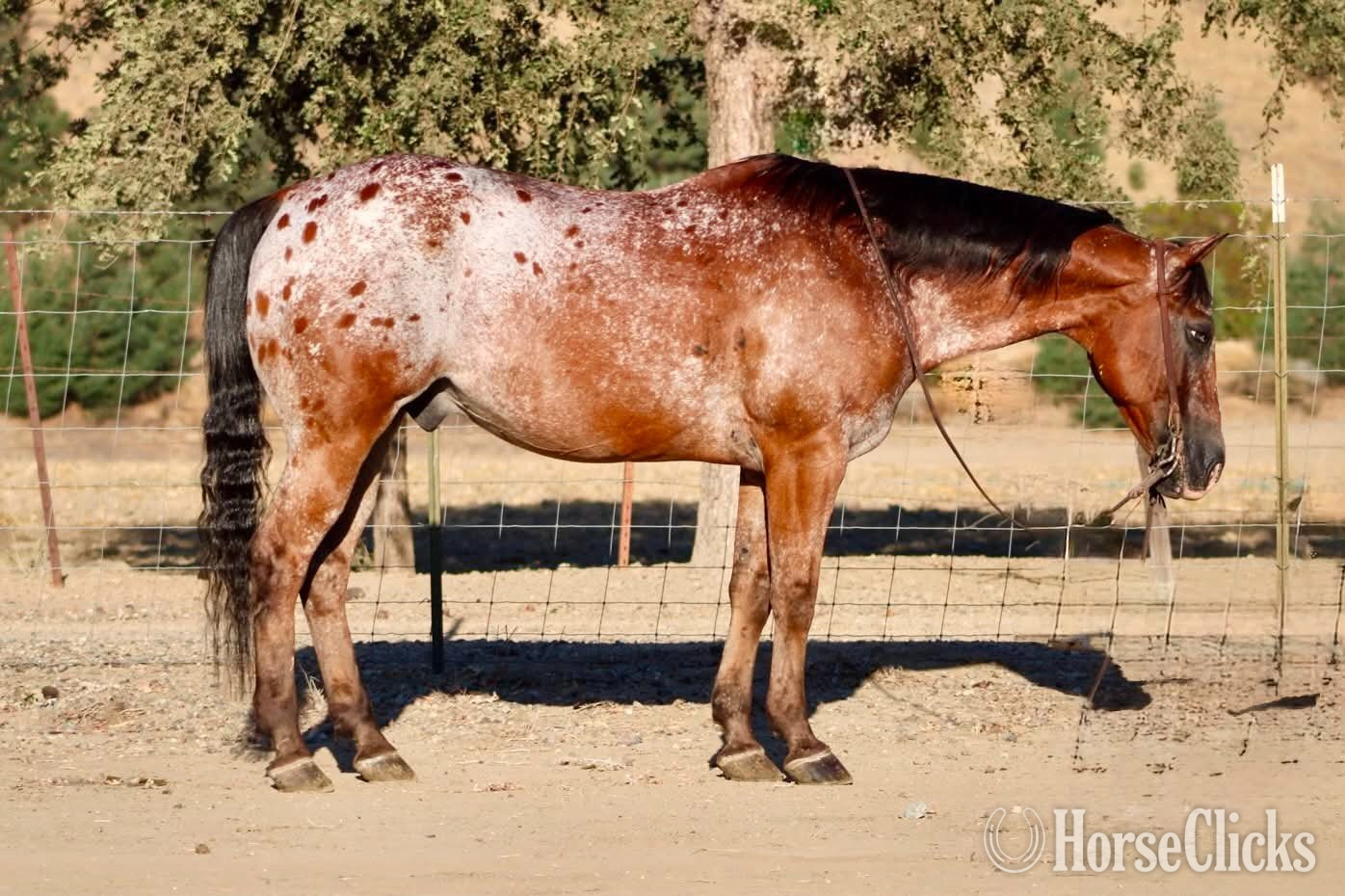 "A CHOCOLATE CHIP" Bay Gelding Appaloosa