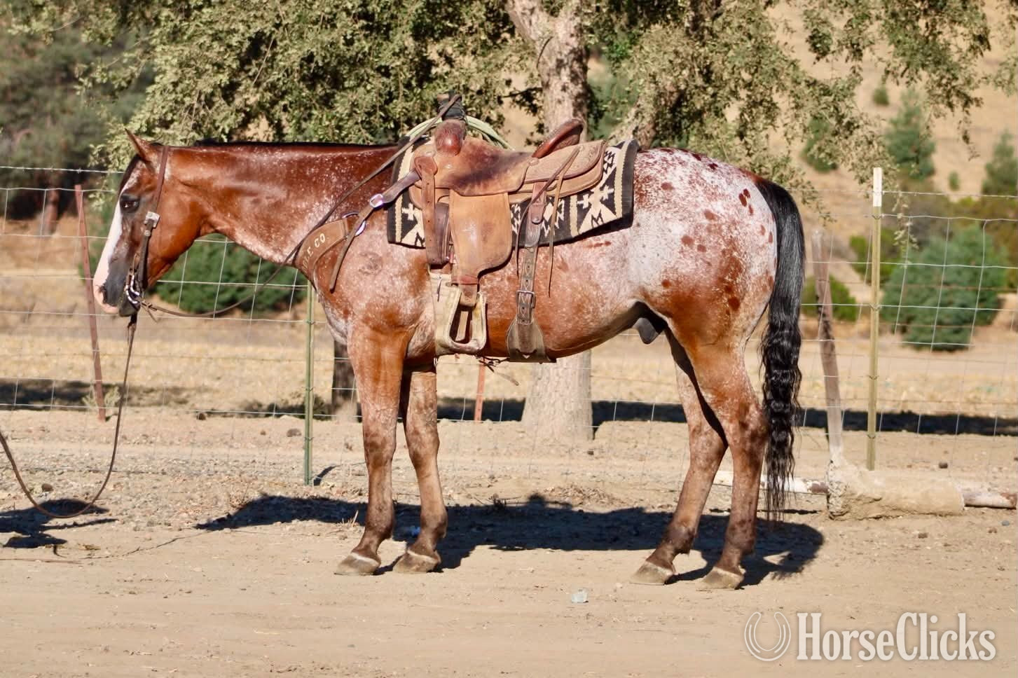 California "A CHOCOLATE CHIP" Bay Gelding Appaloosa