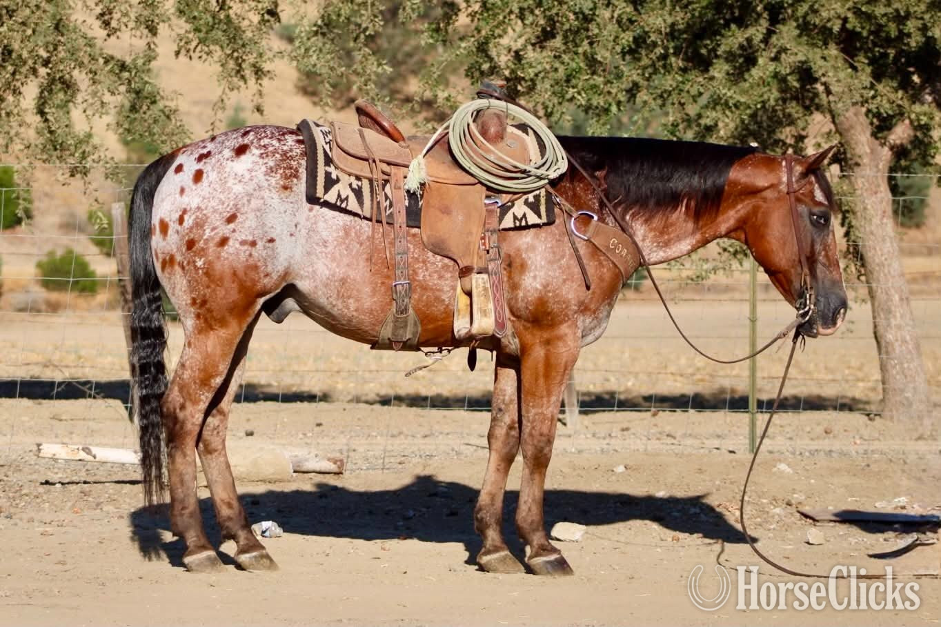 "A CHOCOLATE CHIP" Bay Gelding Appaloosa - Appaloosa in California