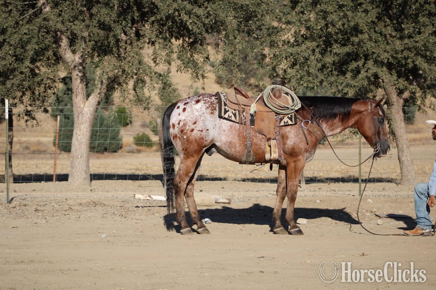 "A CHOCOLATE CHIP" Bay Gelding Appaloosa - Appaloosa