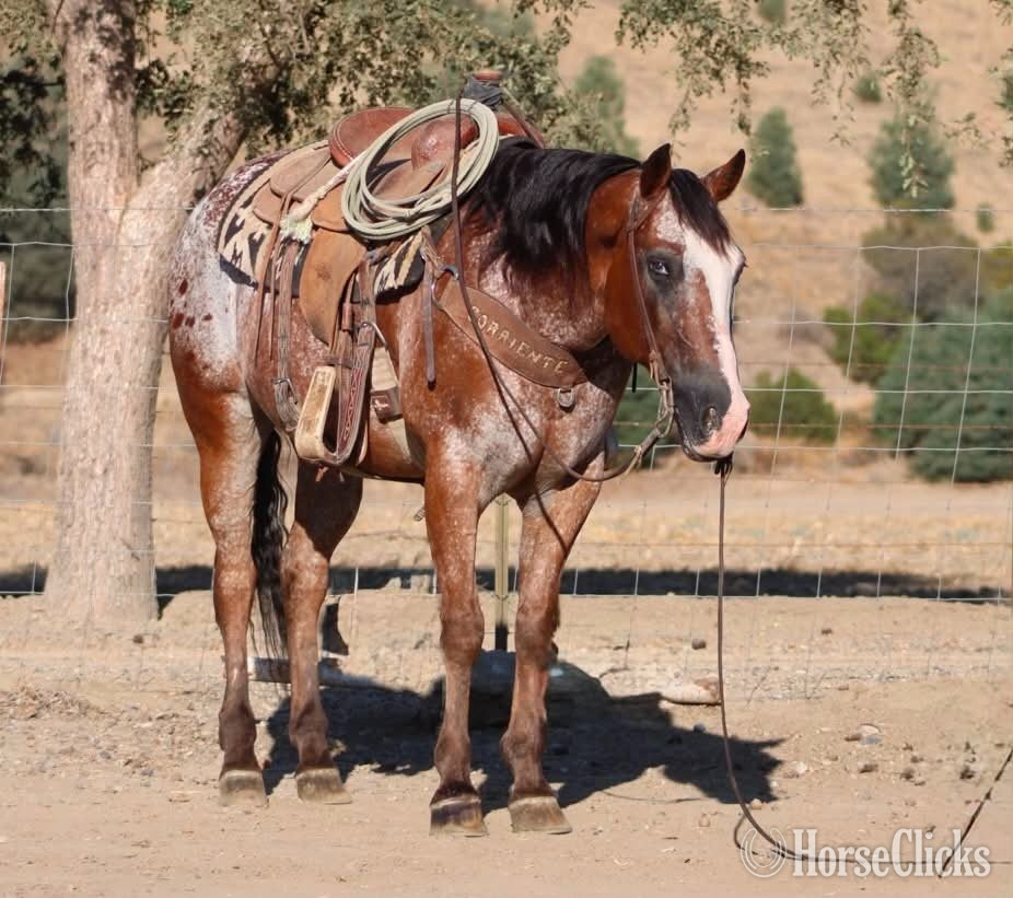 Appaloosa - "A CHOCOLATE CHIP" Bay Gelding Appaloosa in California