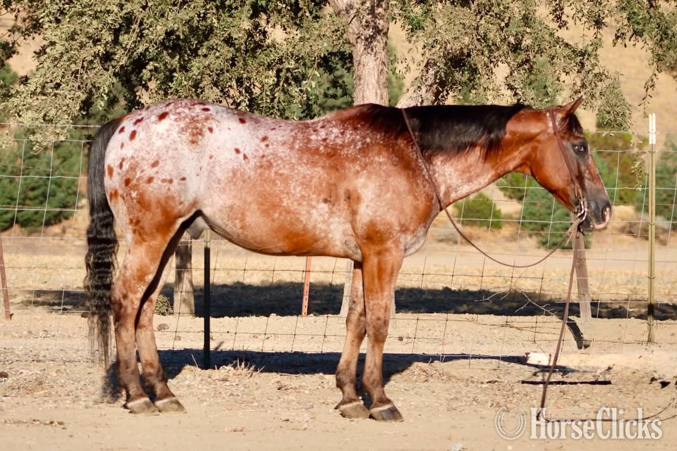 Appaloosa - "A CHOCOLATE CHIP" Bay Gelding Appaloosa