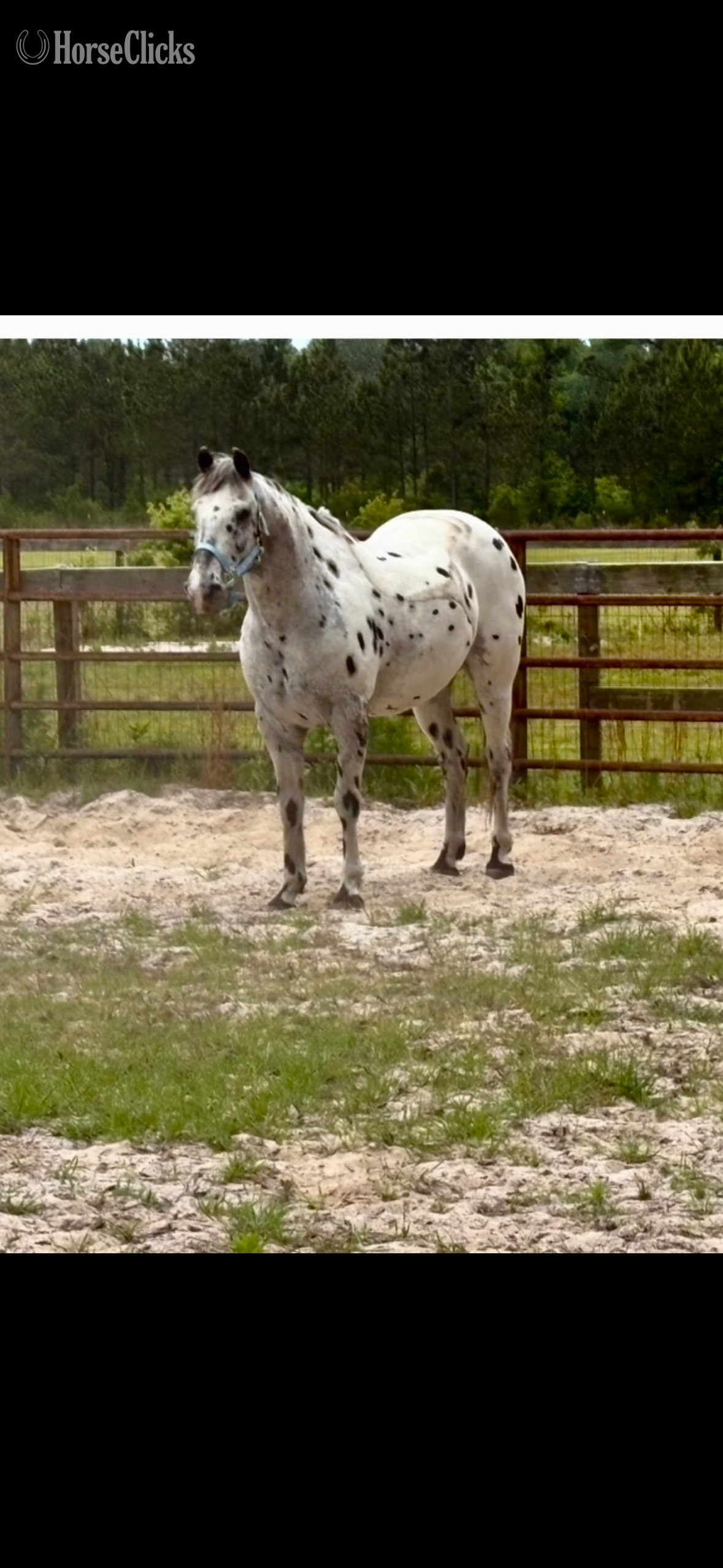 "Houdini " Spotted Gelding in Florida