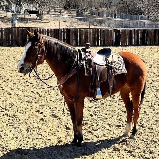 "boomer" Brown Gelding Quarter Horse