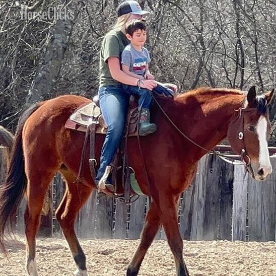 Oklahoma "boomer" Brown Gelding Quarter Horse