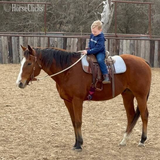 "boomer" Brown Gelding Quarter Horse - Quarter Horse in Oklahoma