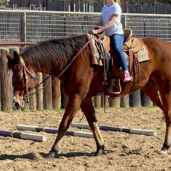 "boomer" Brown Gelding Quarter Horse - Quarter Horse