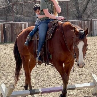 "boomer" Brown Gelding Quarter Horse