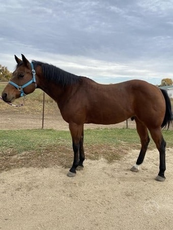 "Boris" Brown Mare Paint