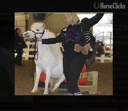 "Trick Training Services"  Mare American Miniature in Florida