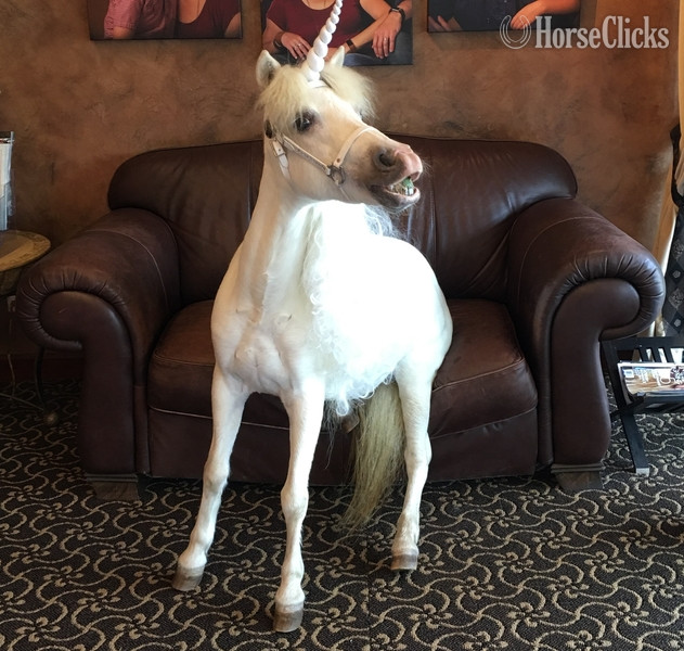 Florida "Trick Training Services"  Mare American Miniature