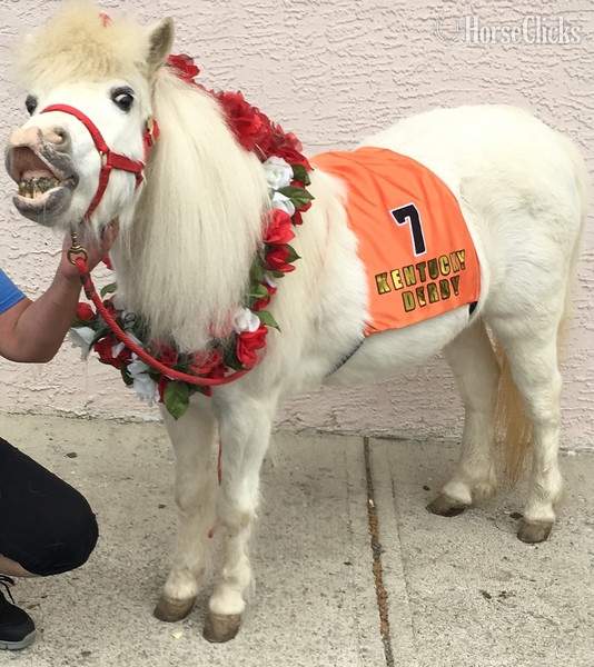 "Trick Training Services"  Mare American Miniature - American Miniature in Florida