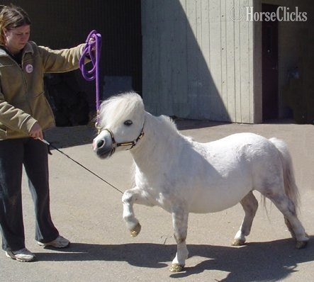 "Trick Training Services"  Mare American Miniature - American Miniature