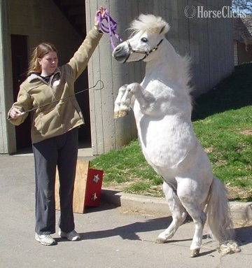 "Trick Training Services"  Mare American Miniature Florida