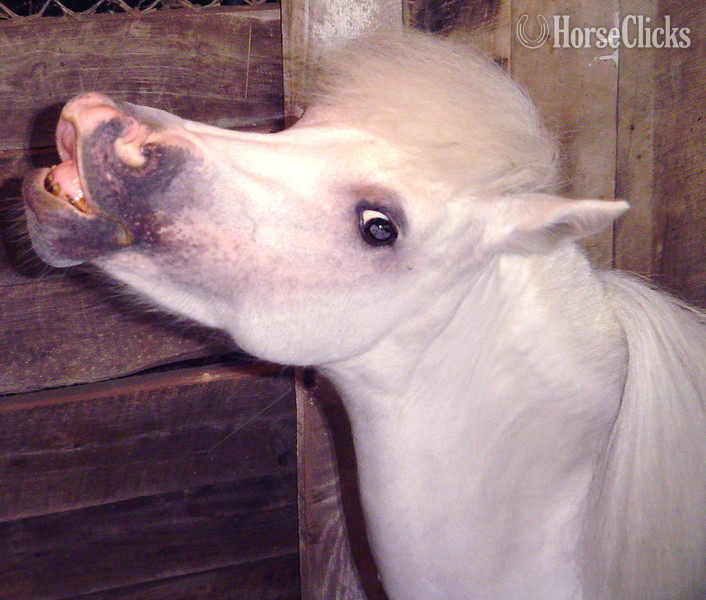 American Miniature - "Trick Training Services"  Mare American Miniature in Florida