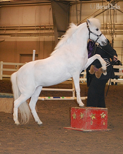 American Miniature - "Trick Training Services"  Mare American Miniature