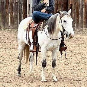 "Sexy" Grey Gelding Quarter Horse