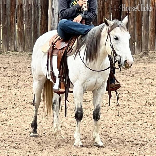 "Sexy" Grey Gelding Quarter Horse in Texas
