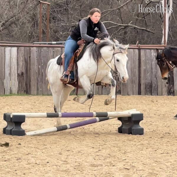 "Sexy" Grey Gelding Quarter Horse