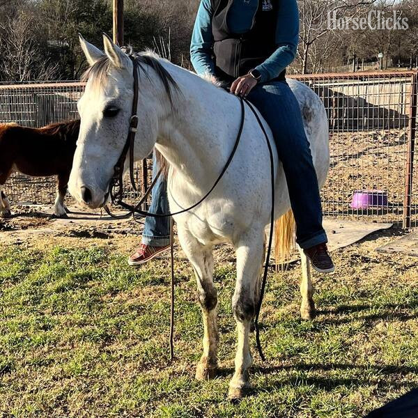Texas "Sexy" Grey Gelding Quarter Horse