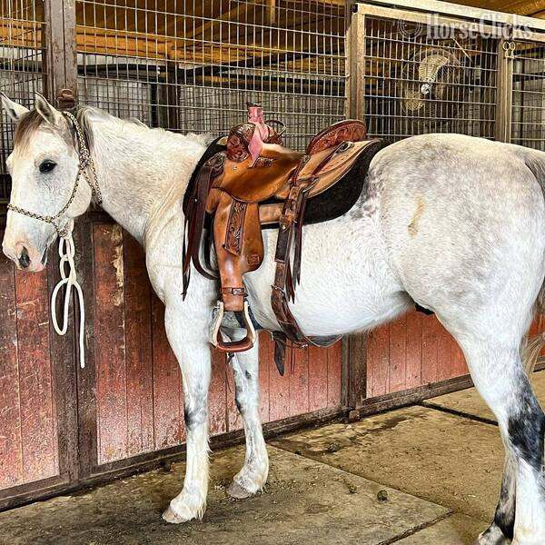 "Sexy" Grey Gelding Quarter Horse - Quarter Horse in Texas