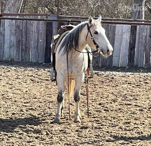 "Sexy" Grey Gelding Quarter Horse - Quarter Horse