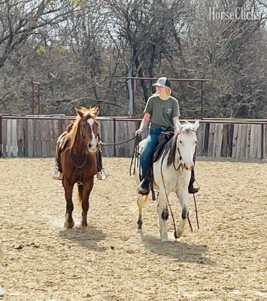"Sexy" Grey Gelding Quarter Horse Texas