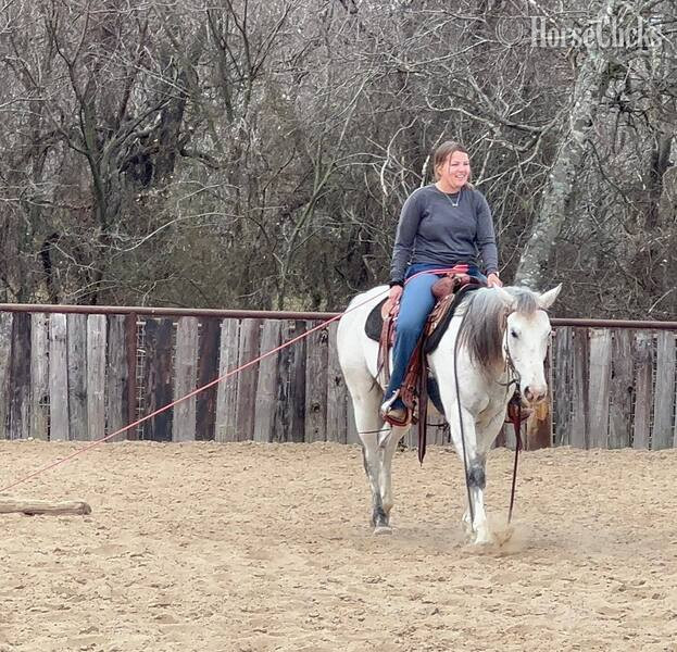 Quarter Horse - "Sexy" Grey Gelding Quarter Horse in Texas