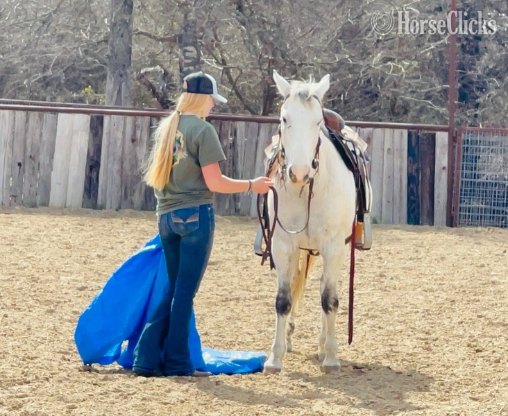 Quarter Horse - "Sexy" Grey Gelding Quarter Horse