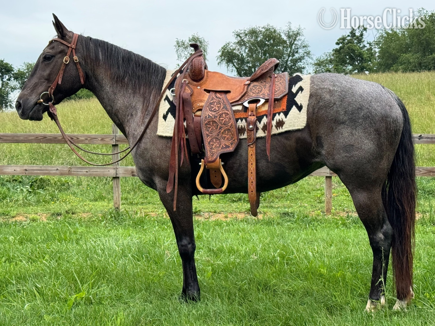"DD Royal Blue Peppy " Blue Roan Mare Quarter Horse in Virginia