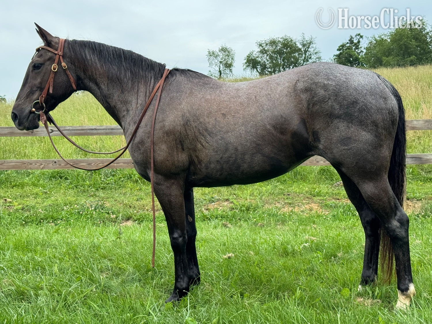 "DD Royal Blue Peppy " Blue Roan Mare Quarter Horse
