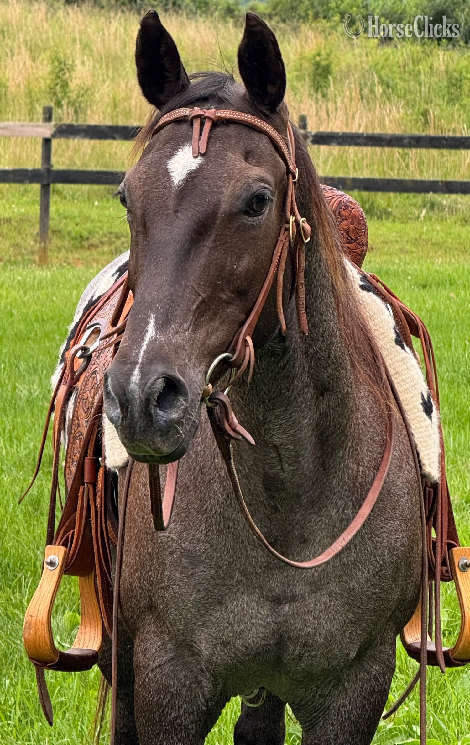 Virginia "DD Royal Blue Peppy " Blue Roan Mare Quarter Horse