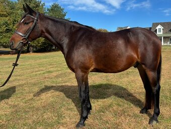 "Willow Run "Roger"" Bay Gelding Cleveland Bay