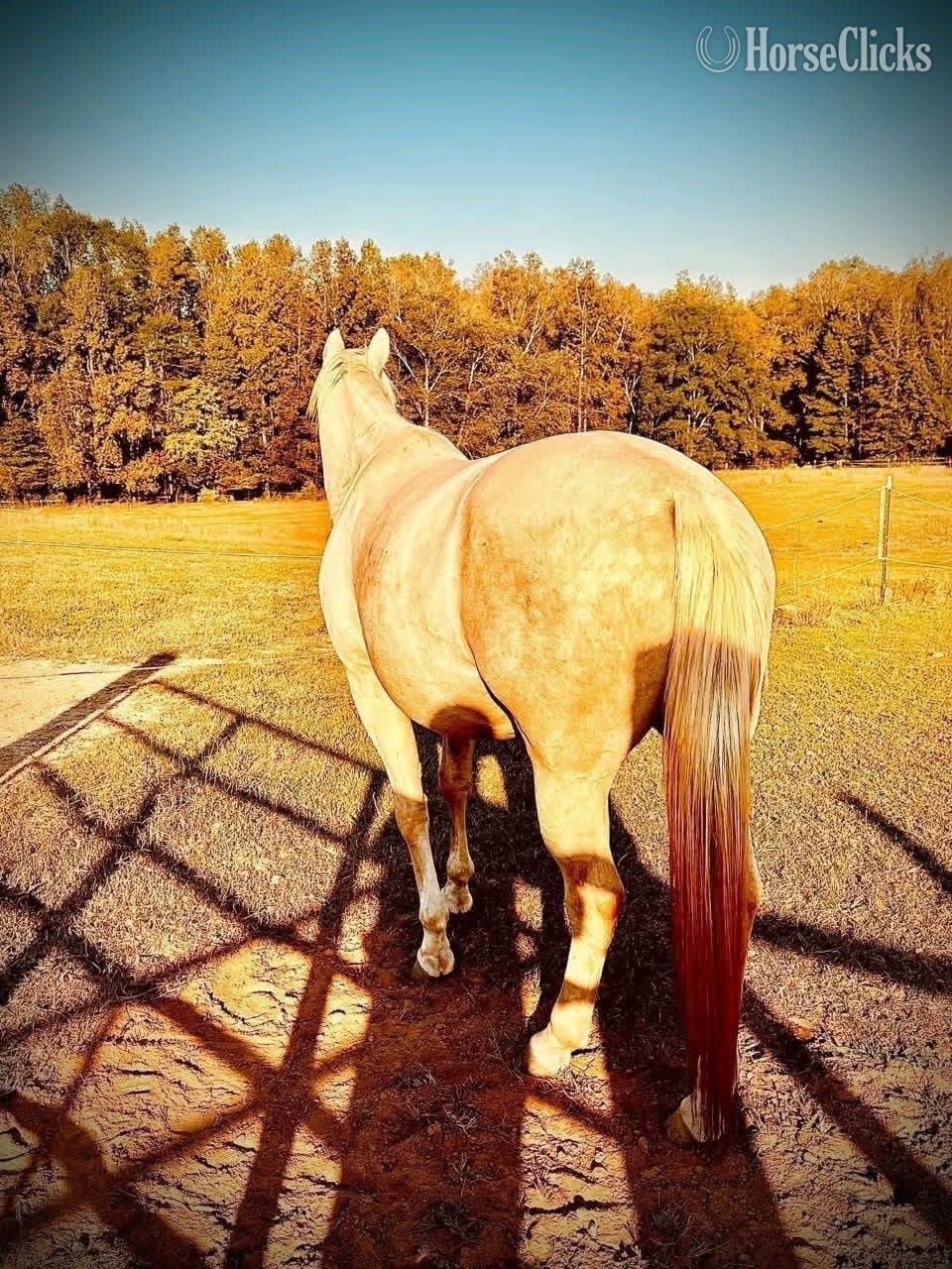 "Misty " Palomino Mare Quarter Pony