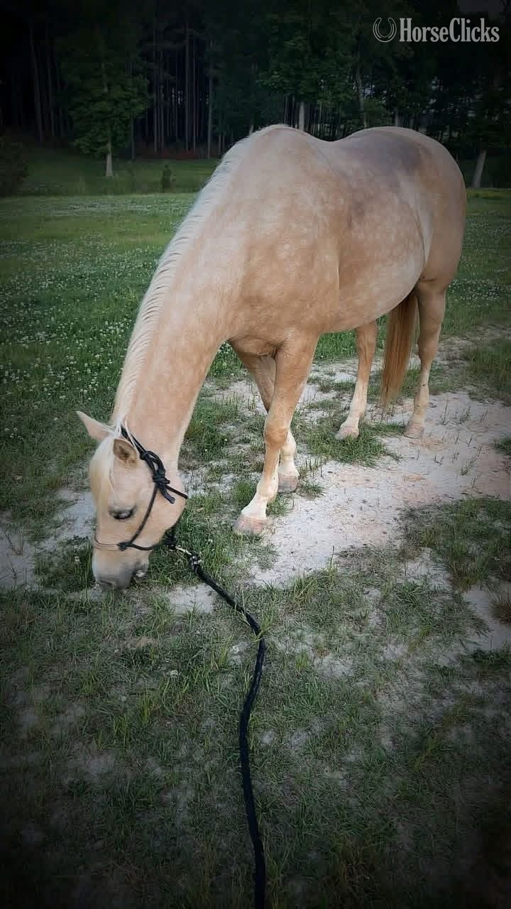 Missouri "Misty " Palomino Mare Quarter Pony