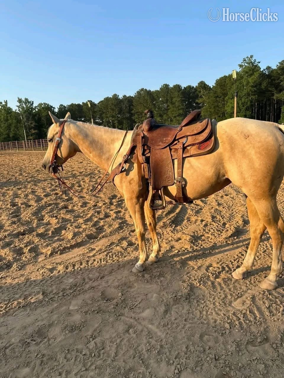 "Misty " Palomino Mare Quarter Pony - Quarter Pony in Missouri
