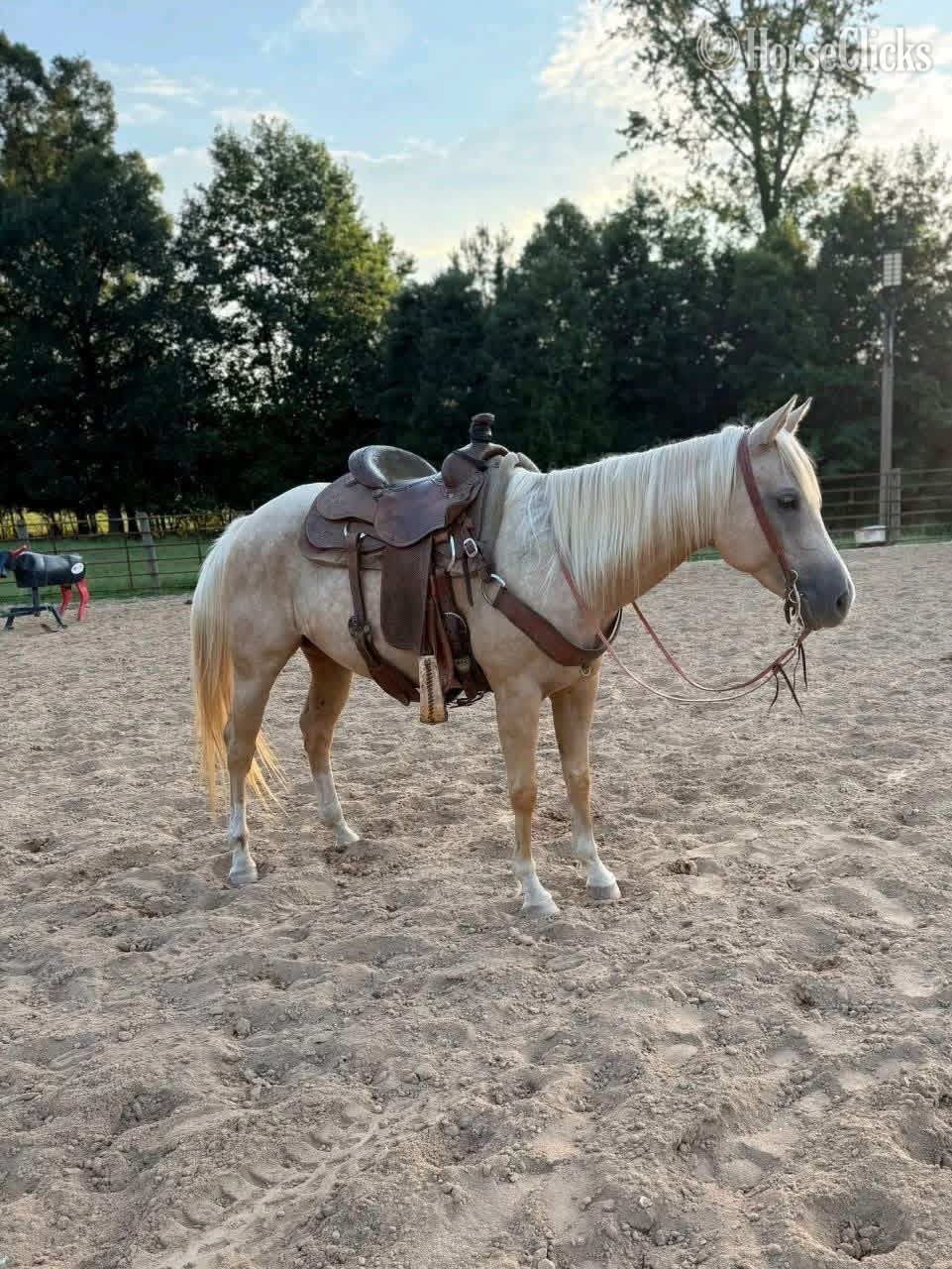 "Misty " Palomino Mare Quarter Pony Missouri