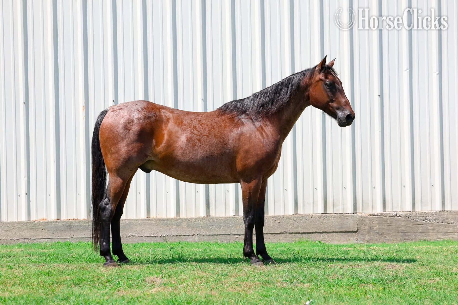 "BRAVEHEART" Bay Roan Gelding Quarter Horse in Texas
